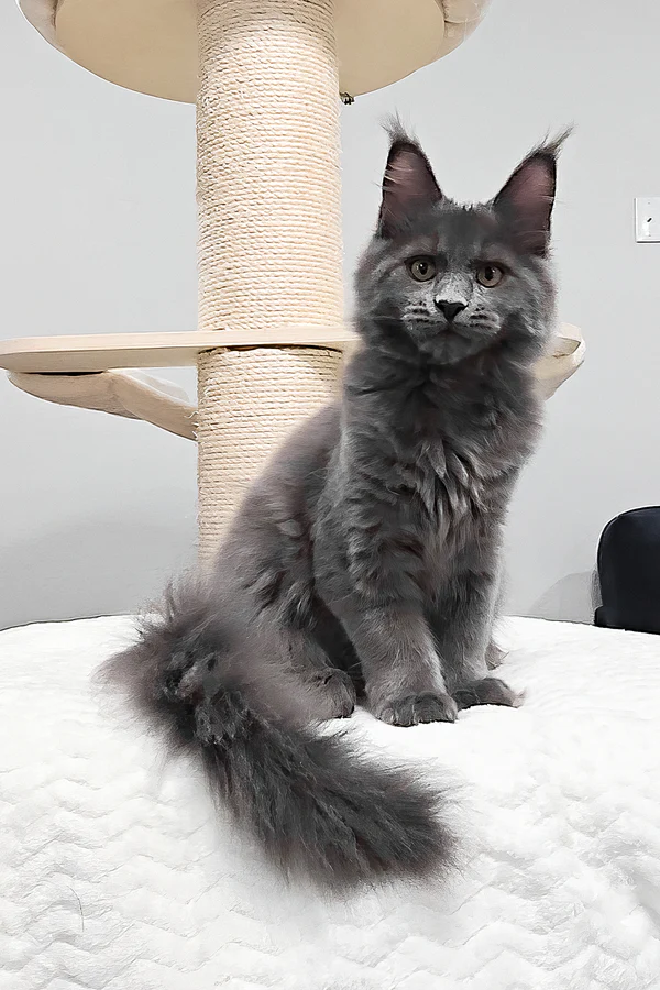 Agnes — Maine Coon Kitten