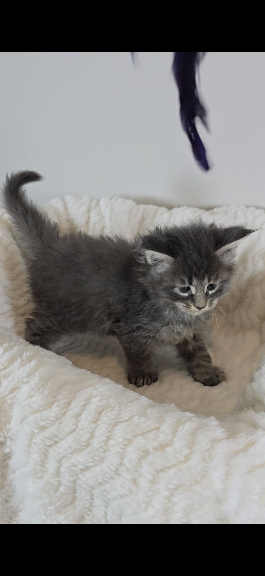Ash — Maine Coon Kitten
