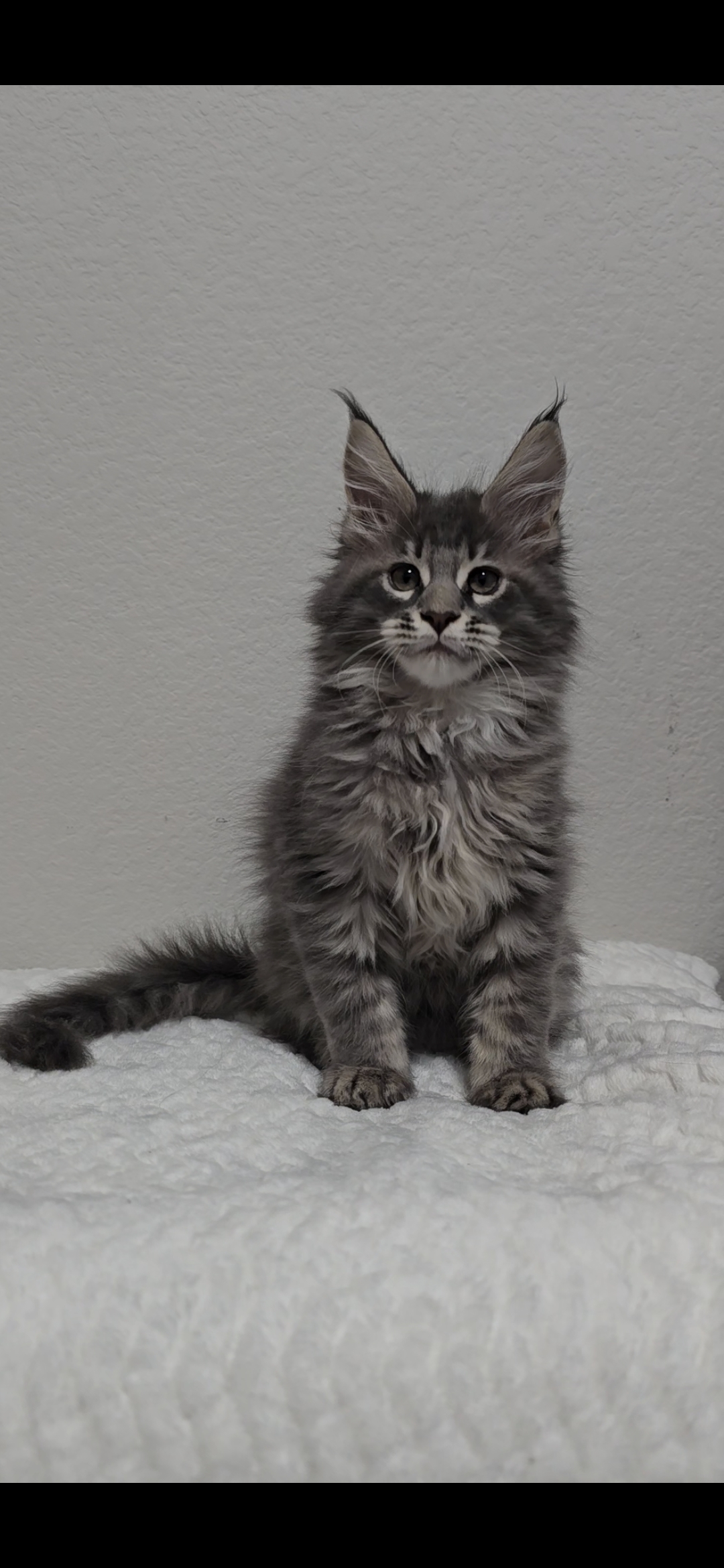 Ash — Maine Coon Kitten