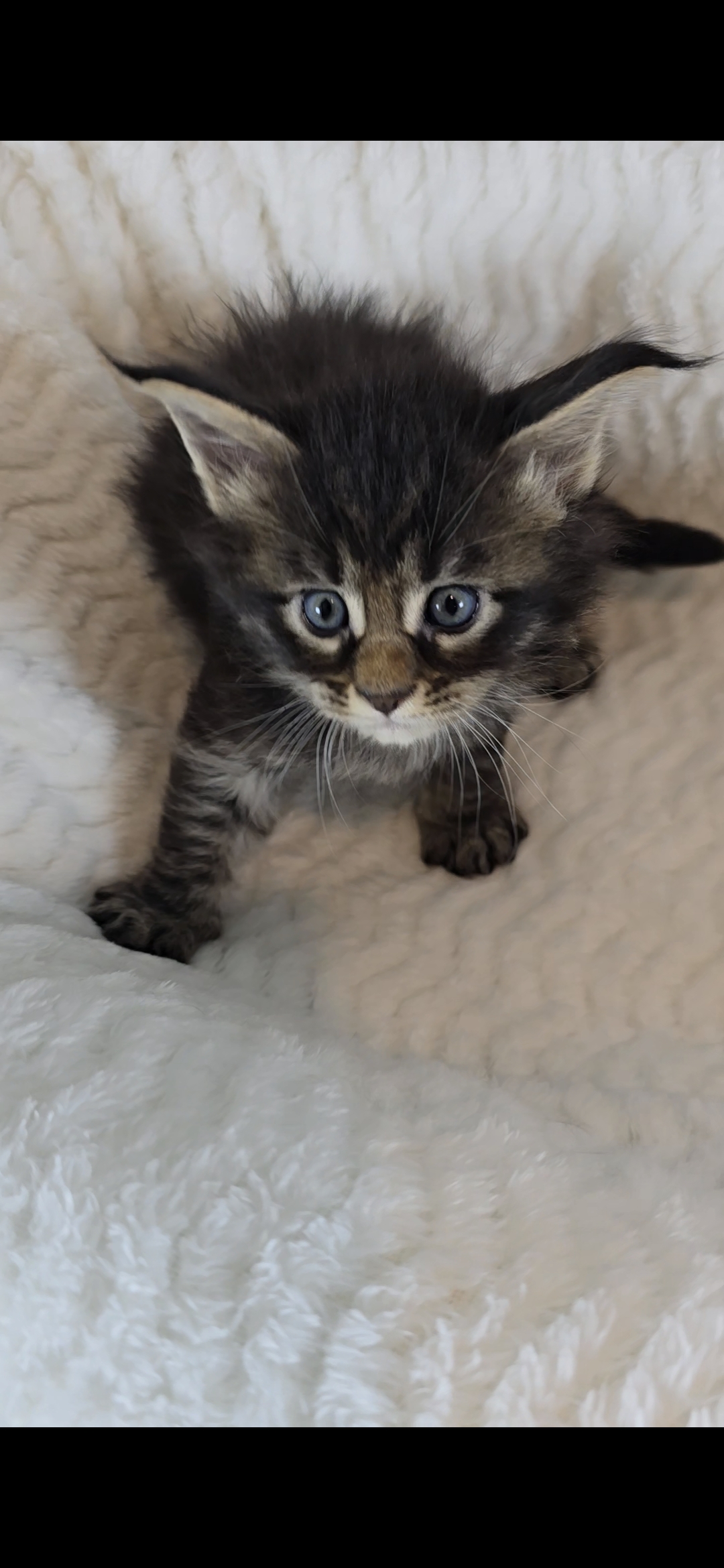 Maine Coon Kitten