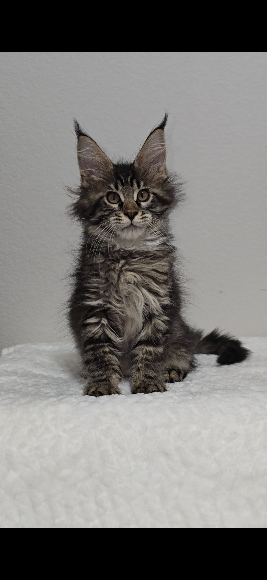 Basil photo 2
