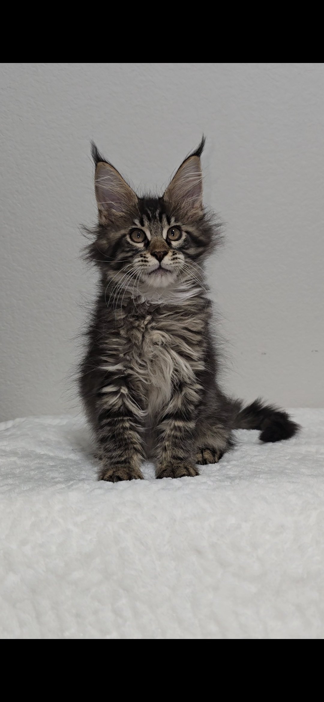 Basil photo 4