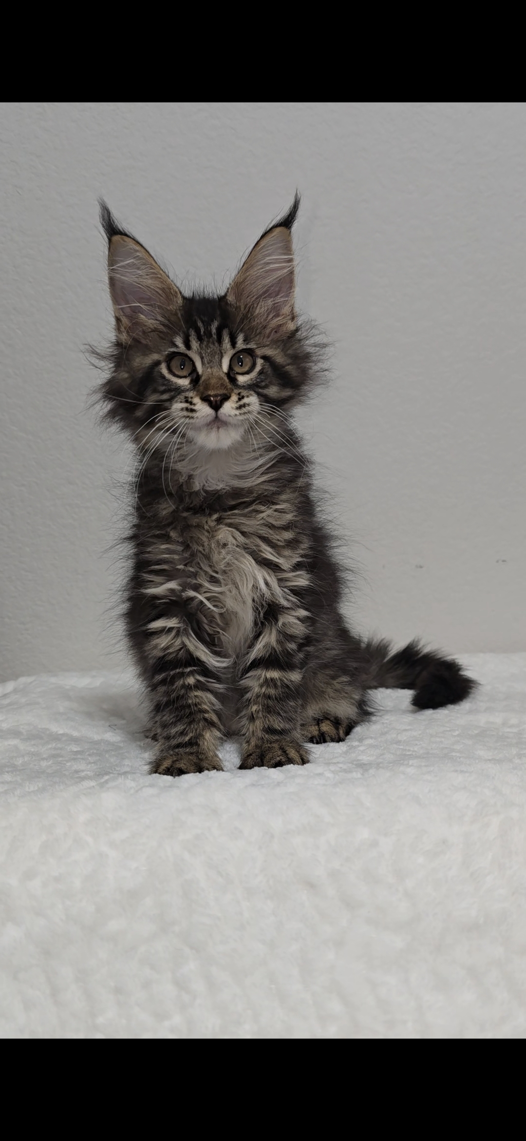 Basil photo 5
