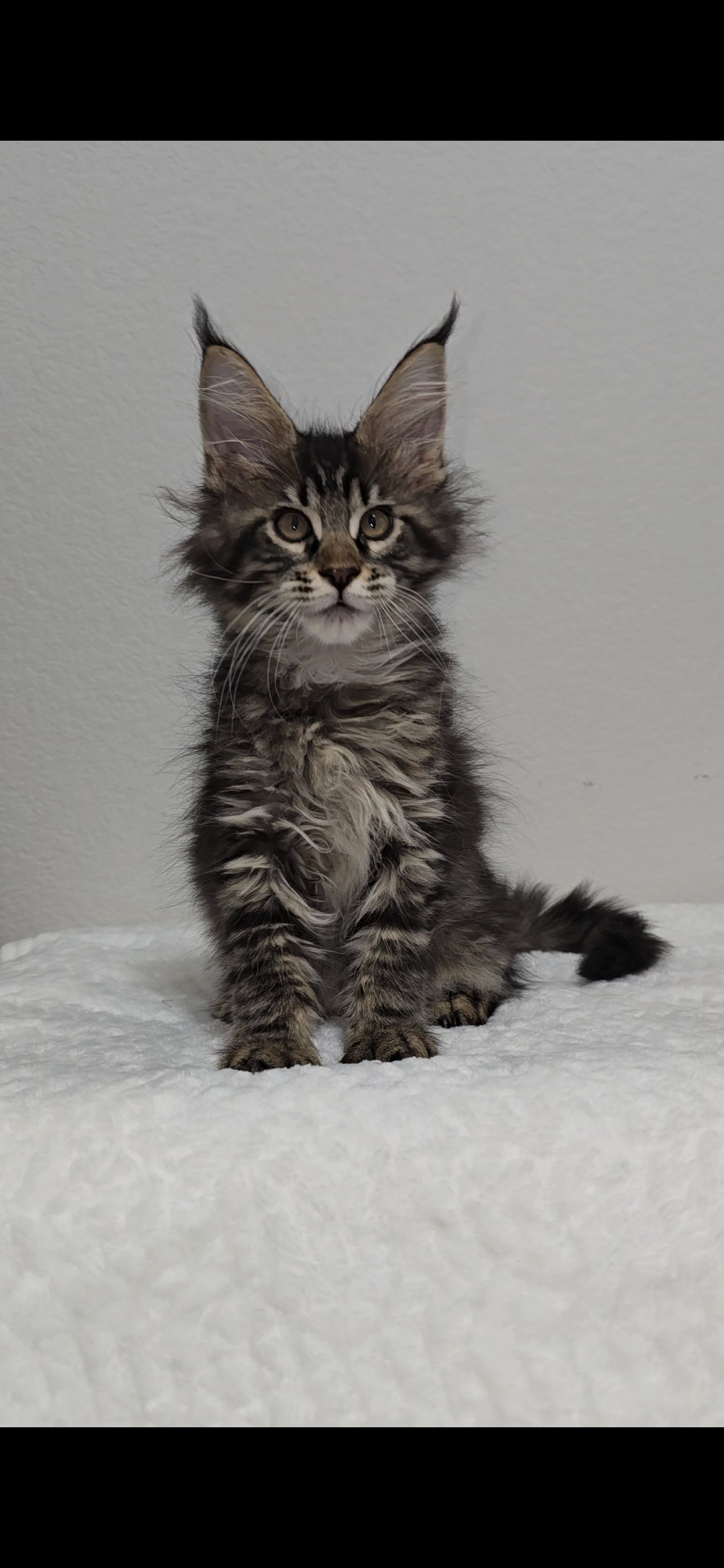 Basil photo 6