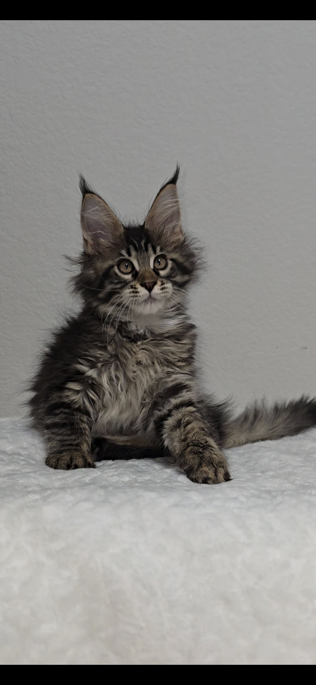 Basil photo 7