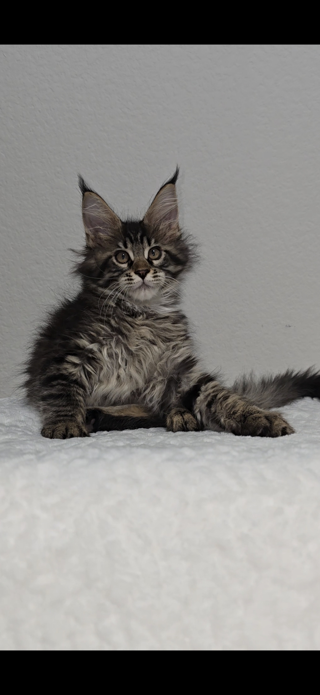 Basil photo 8