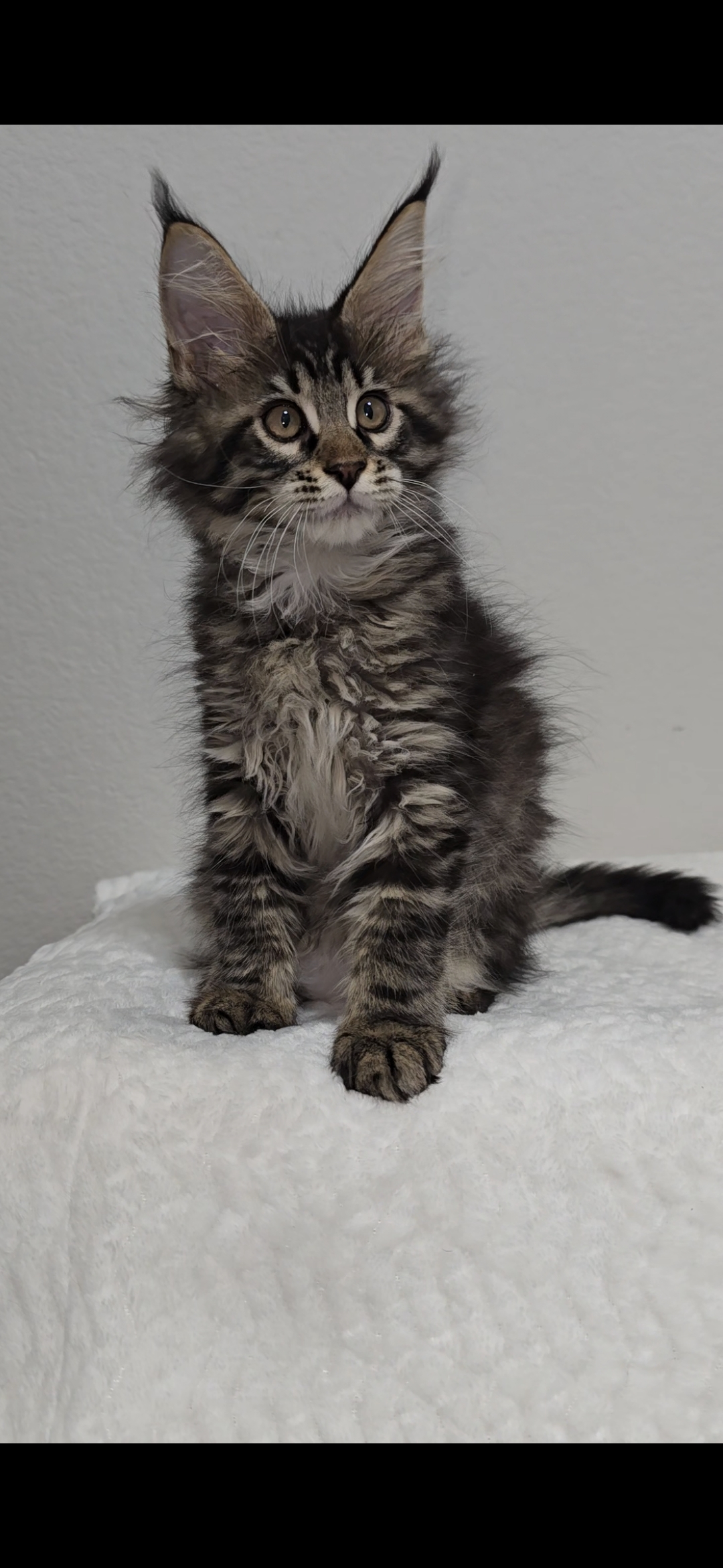 Basil photo 10