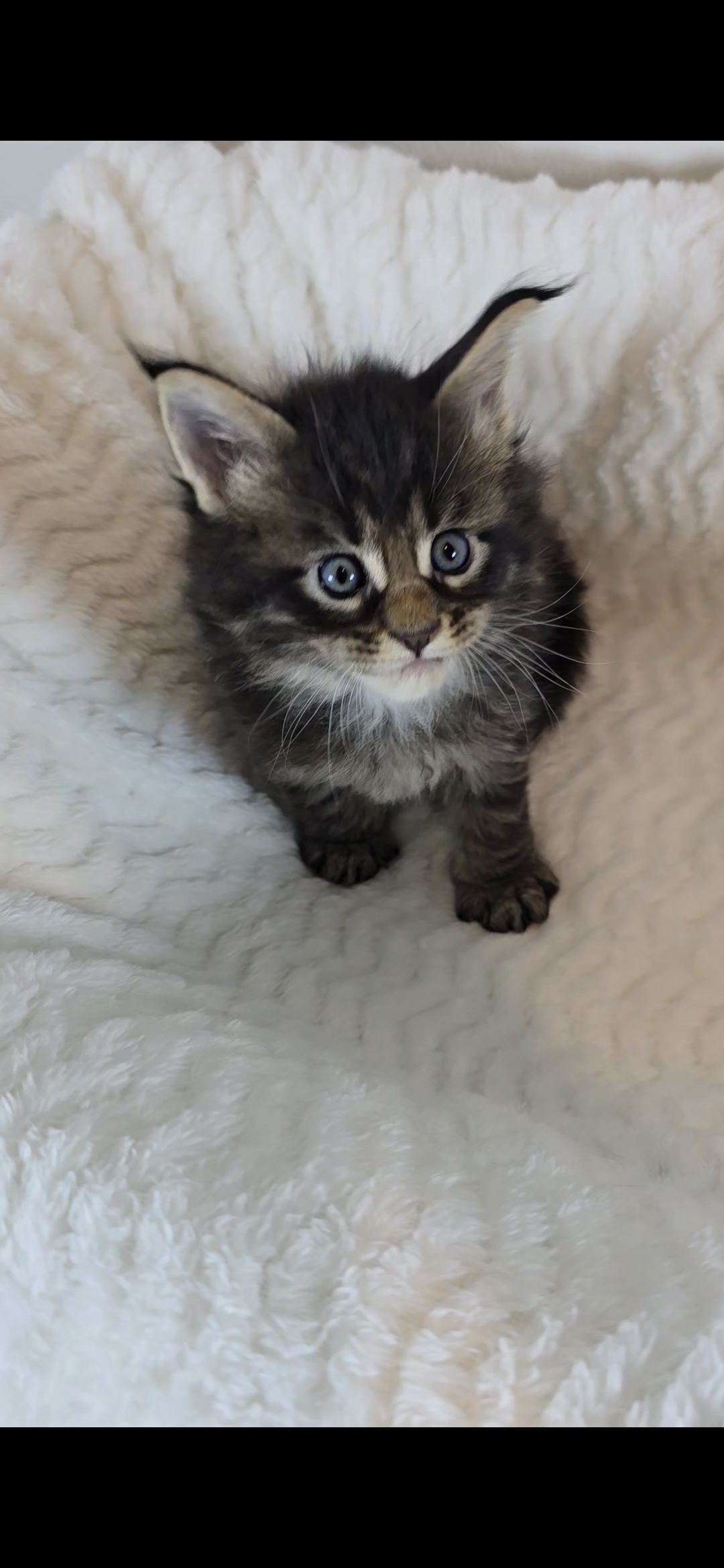 Basil photo 2