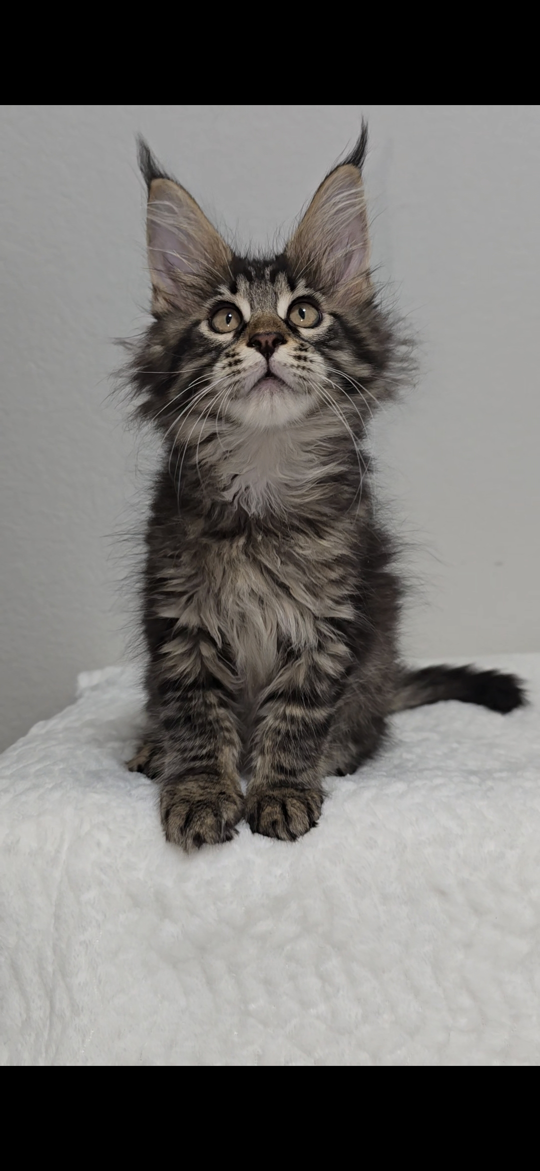 Basil photo 11