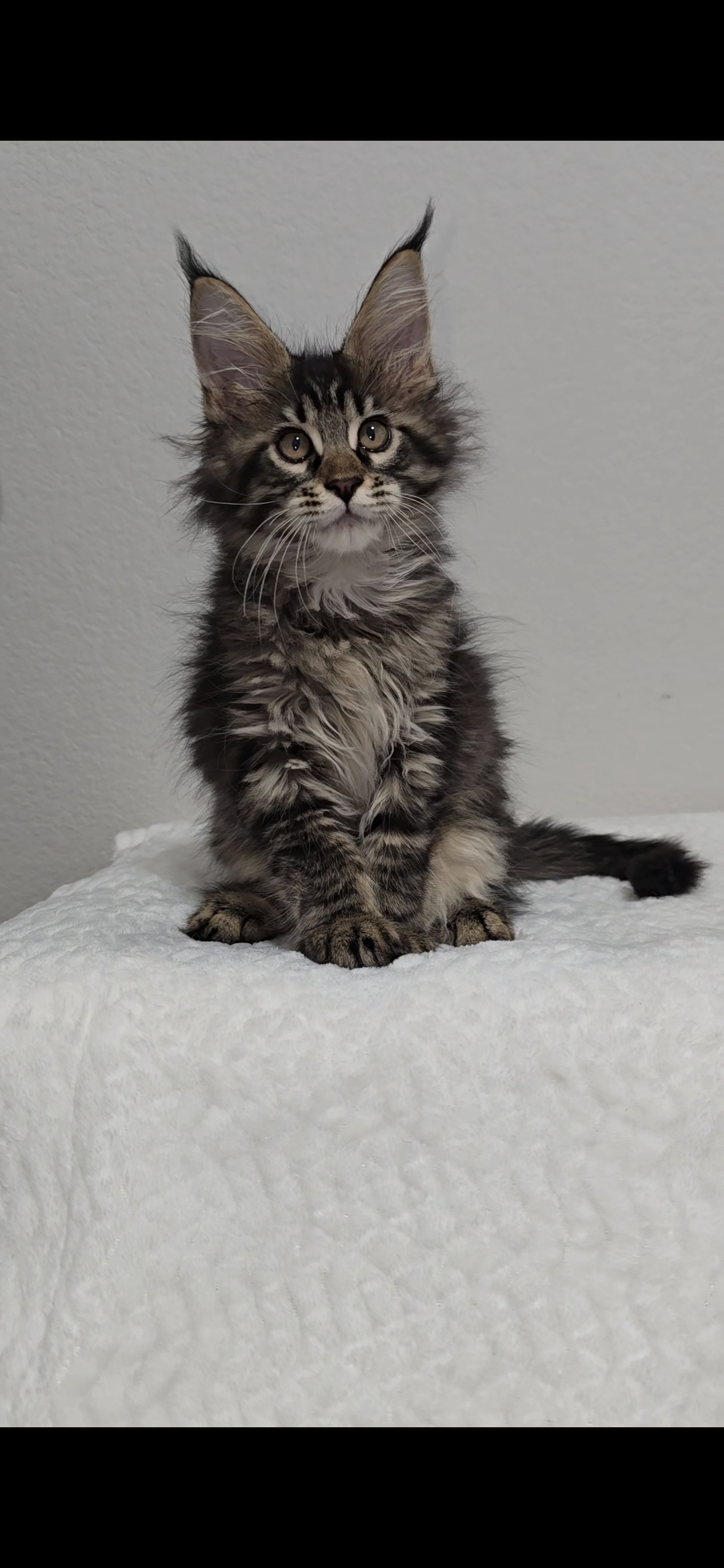Basil photo 12