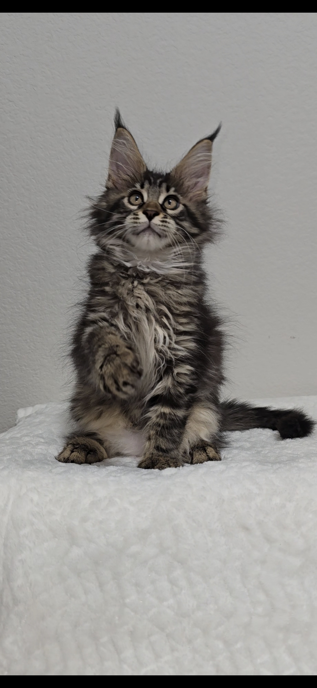Basil photo 13