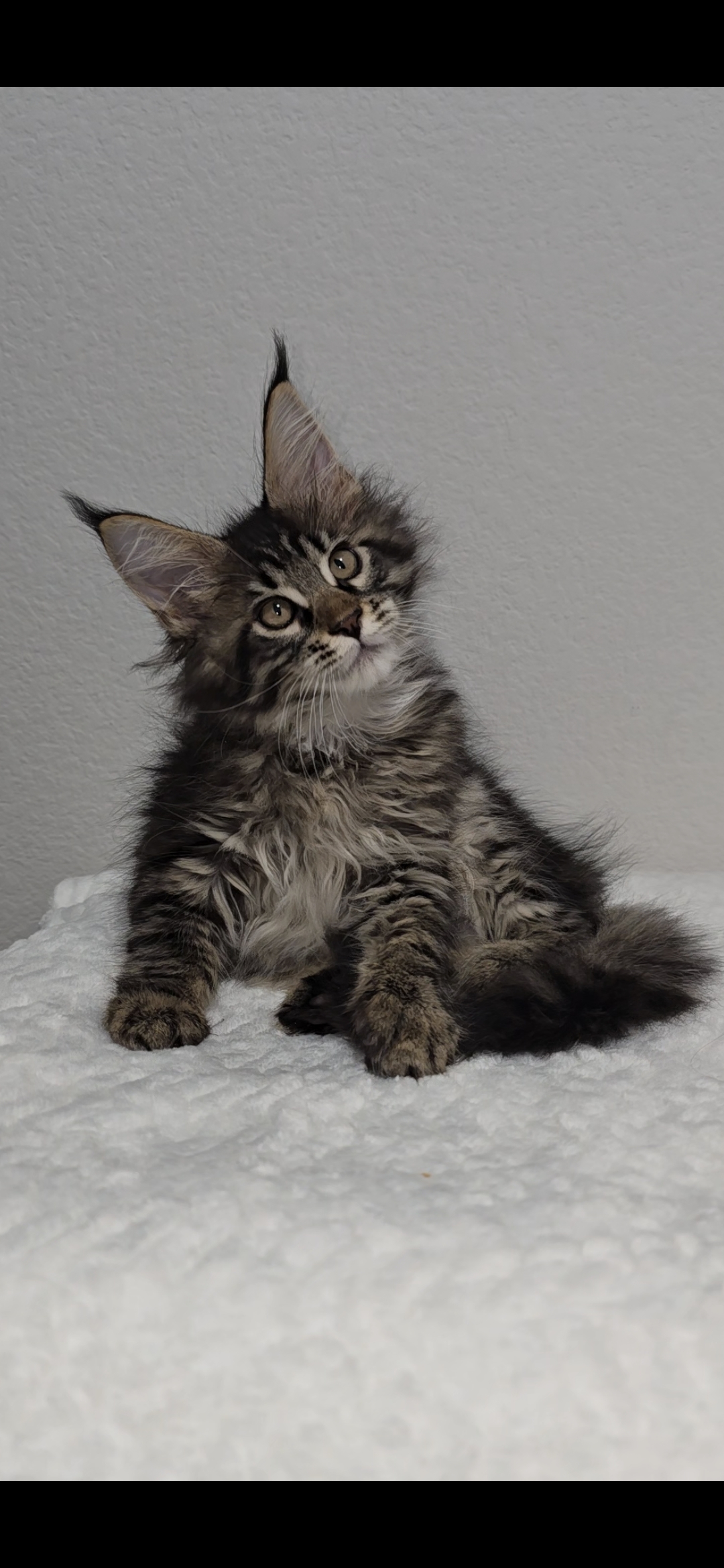 Basil photo 14
