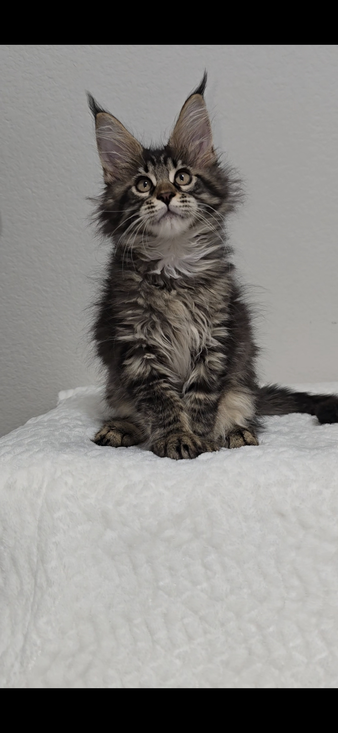 Basil photo 15