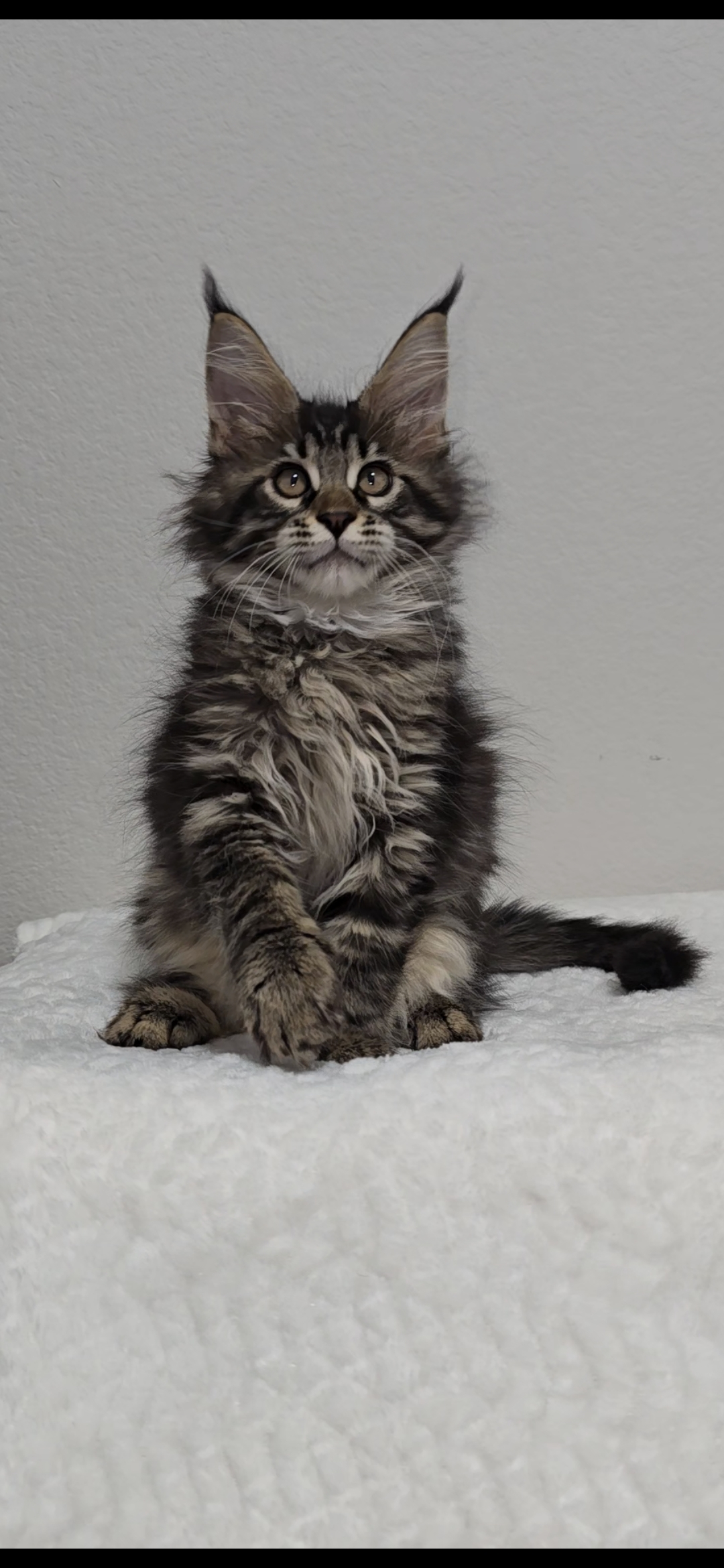 Basil photo 16