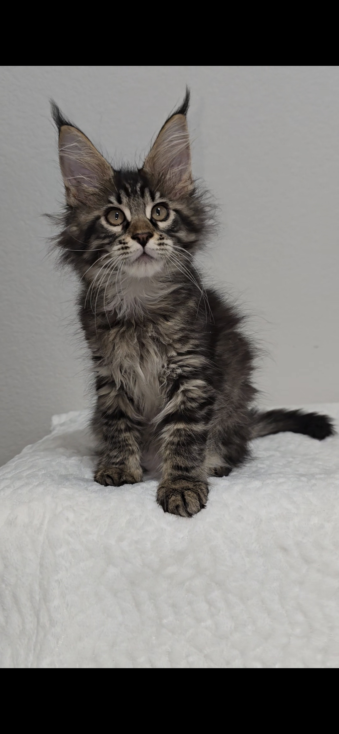 Basil photo 17
