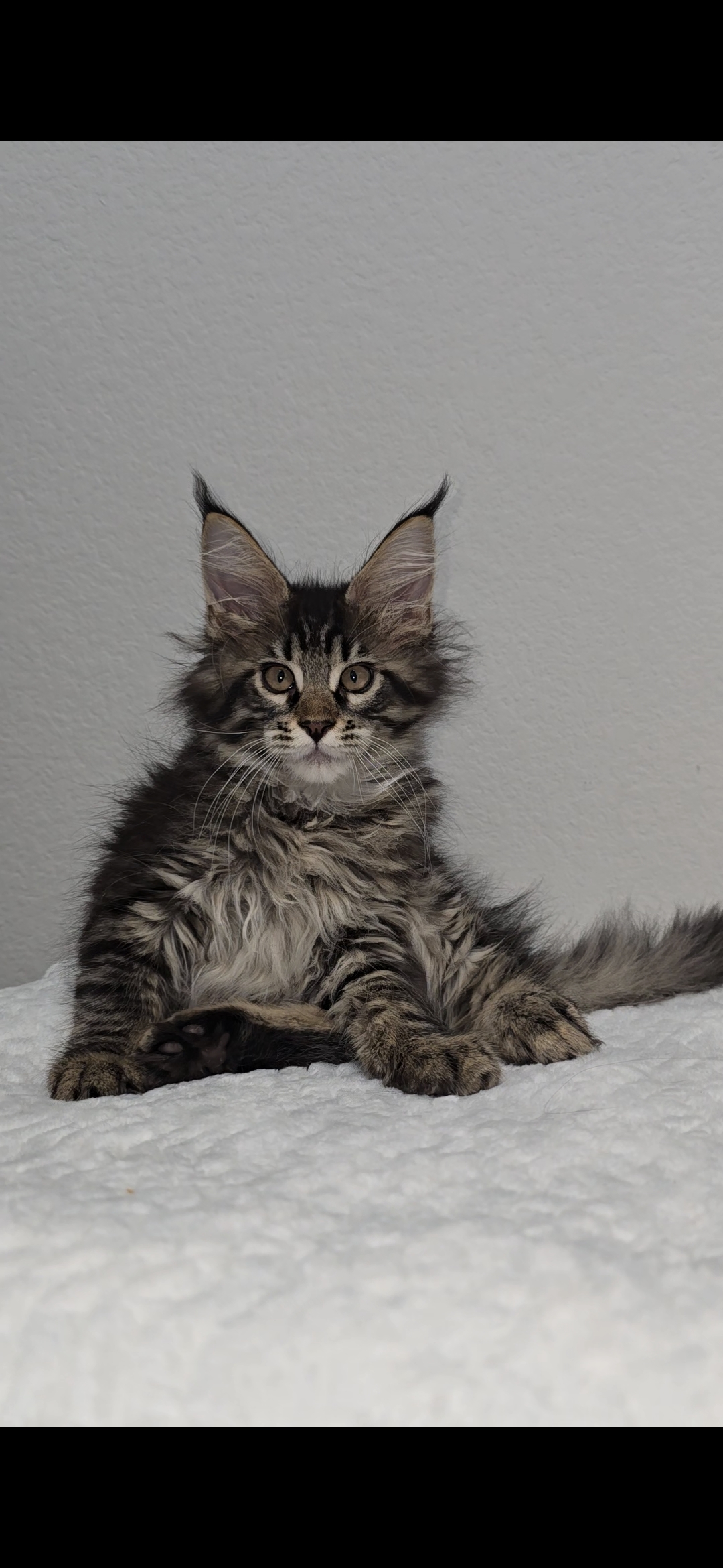 Basil — Maine Coon Kitten