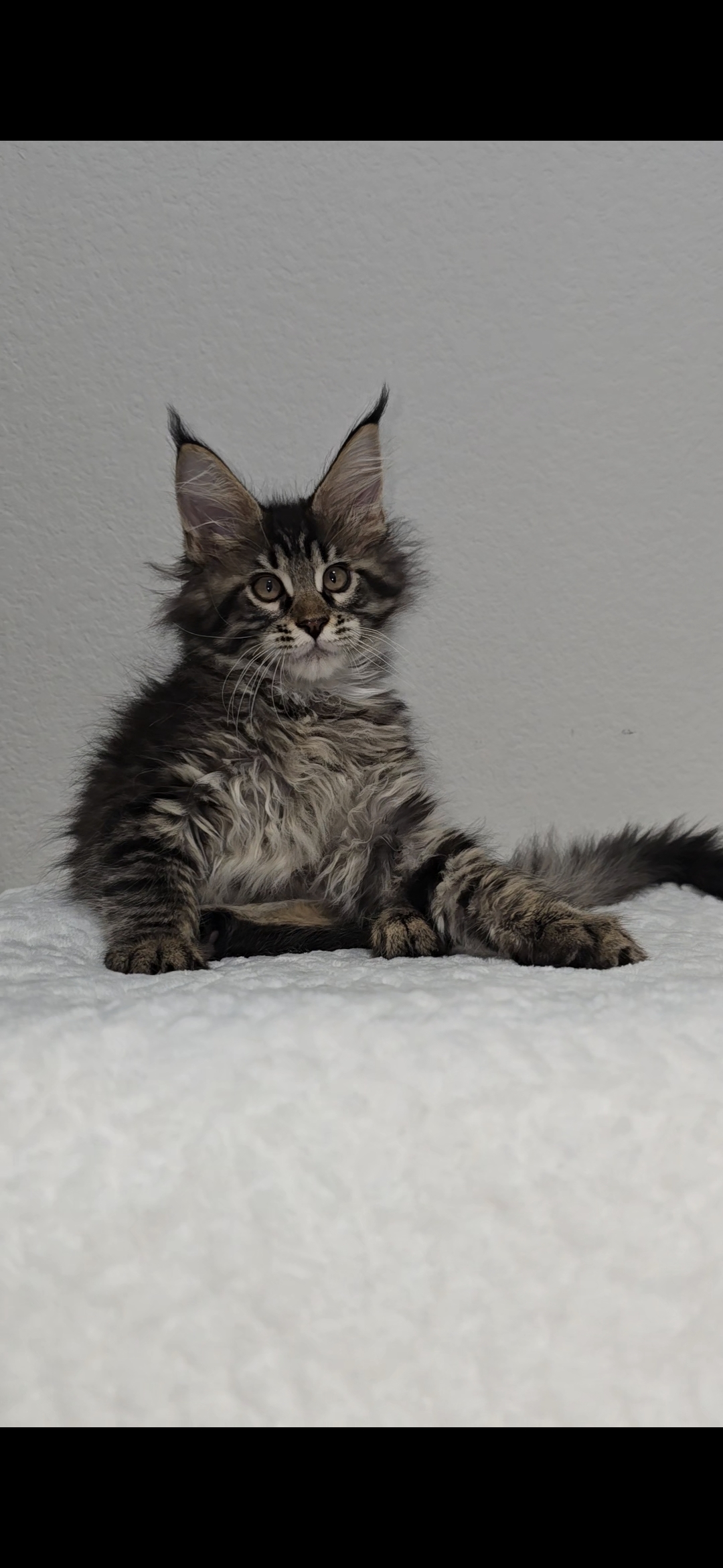 Basil photo 19