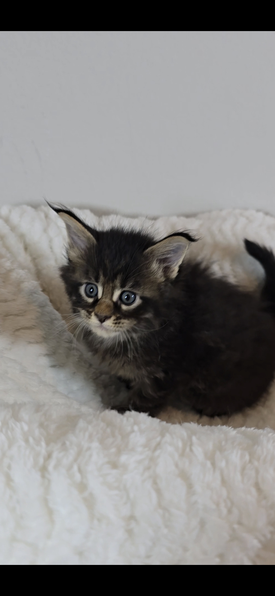 Basil photo 4