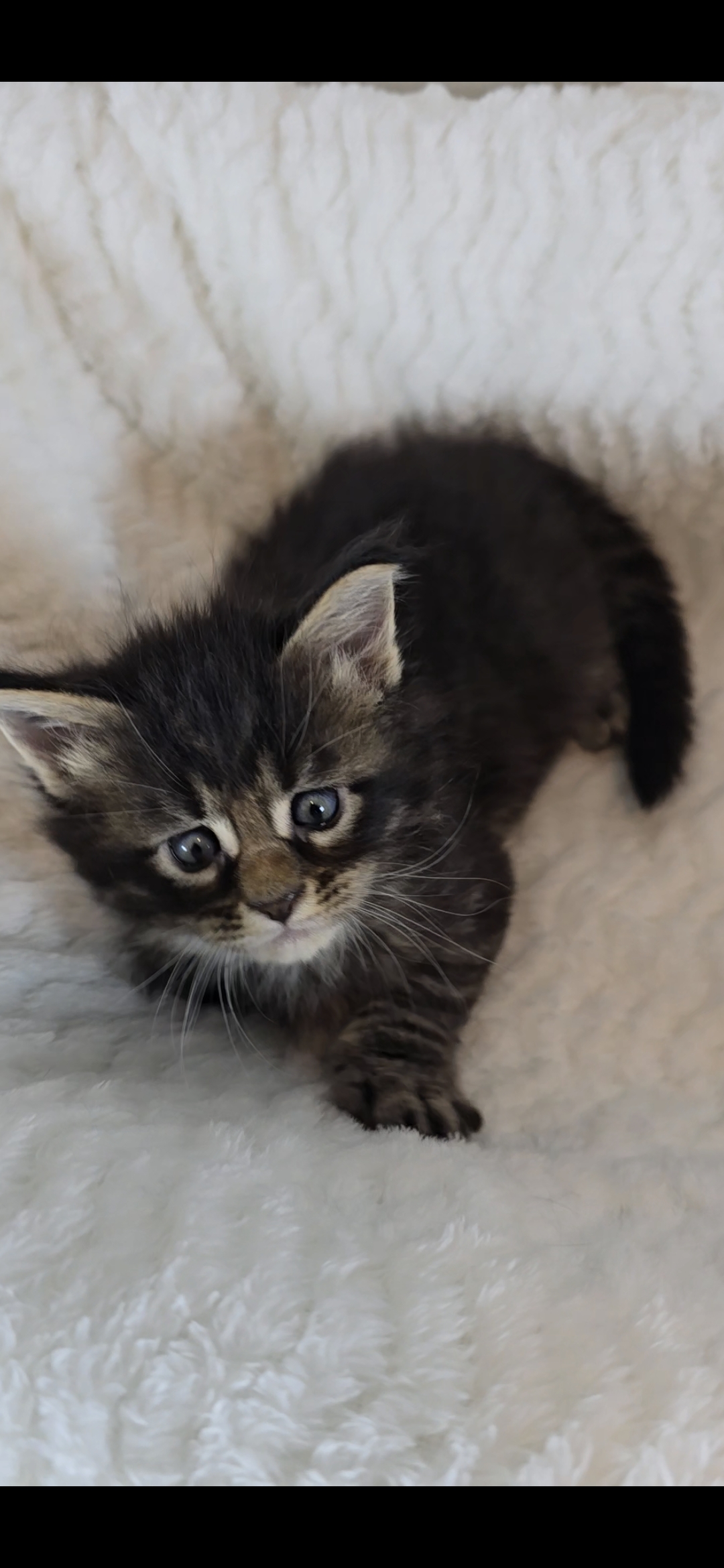 Basil photo 5
