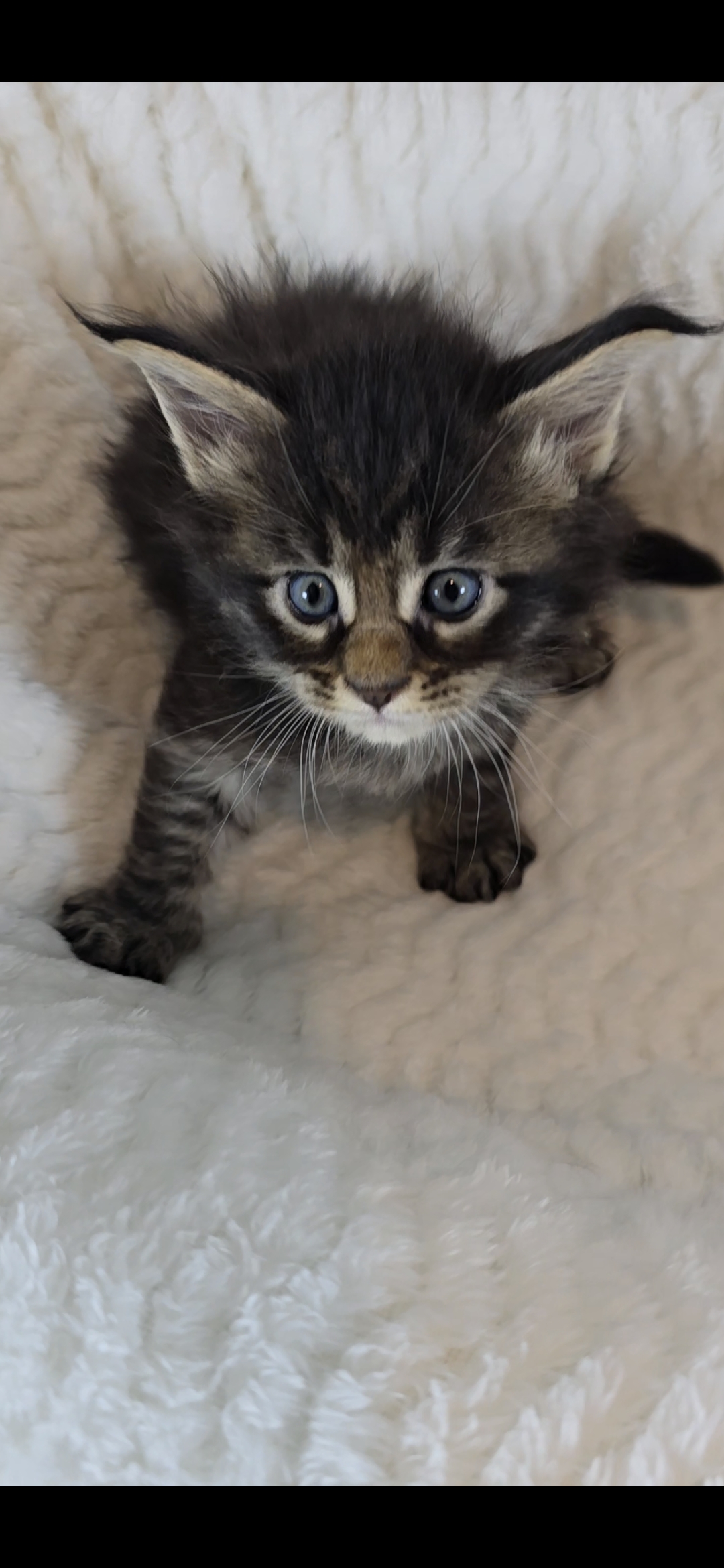 Basil photo 6