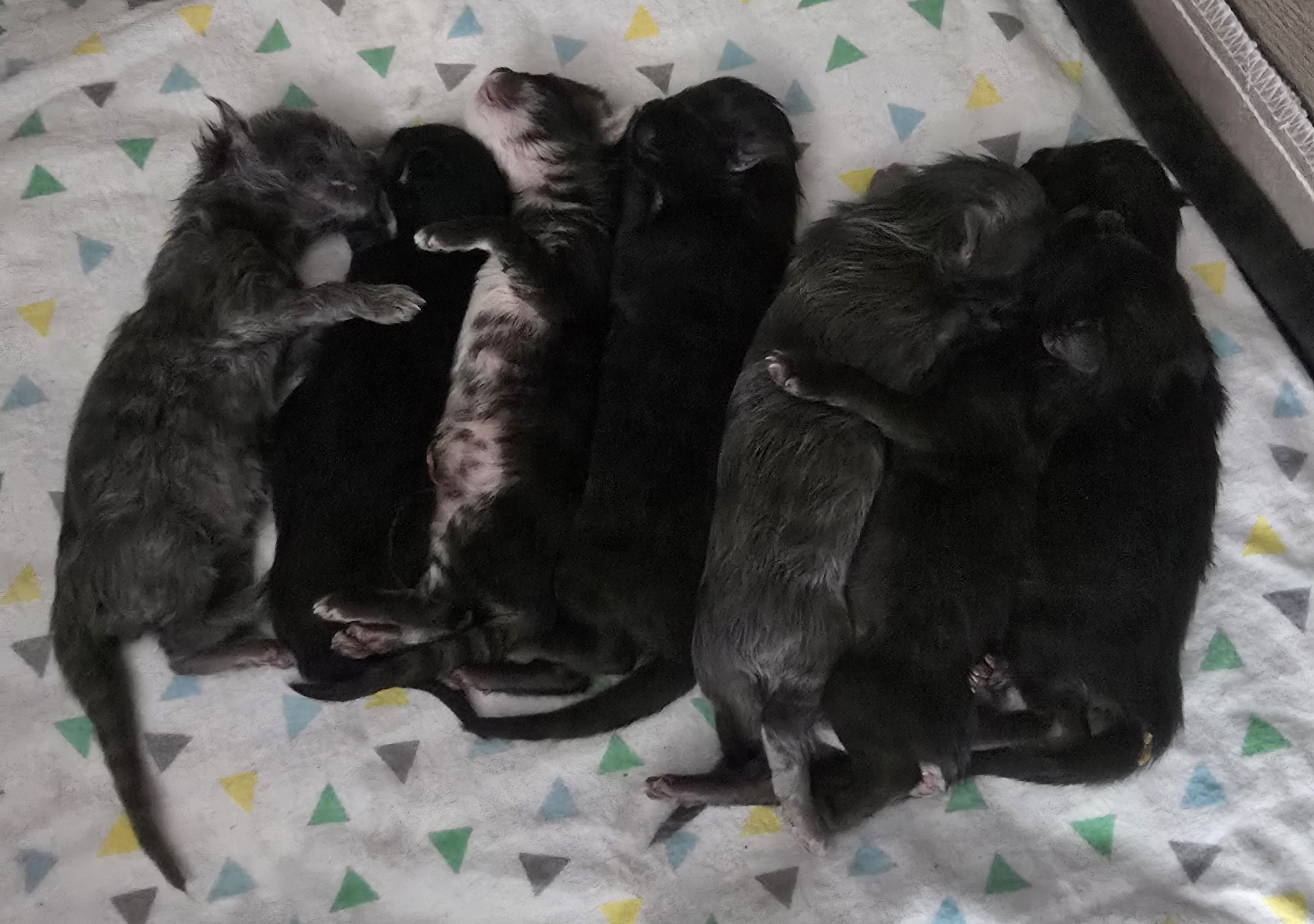 Maine Coon Colors and Patterns