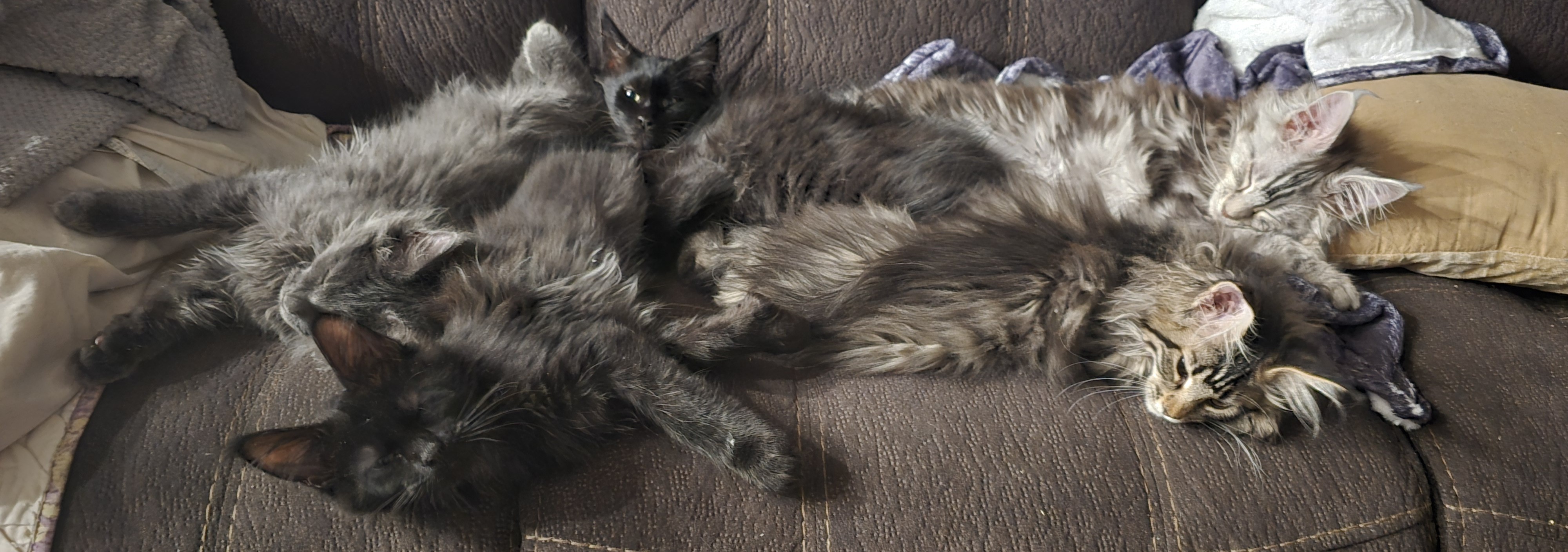 Our Maine Coon family