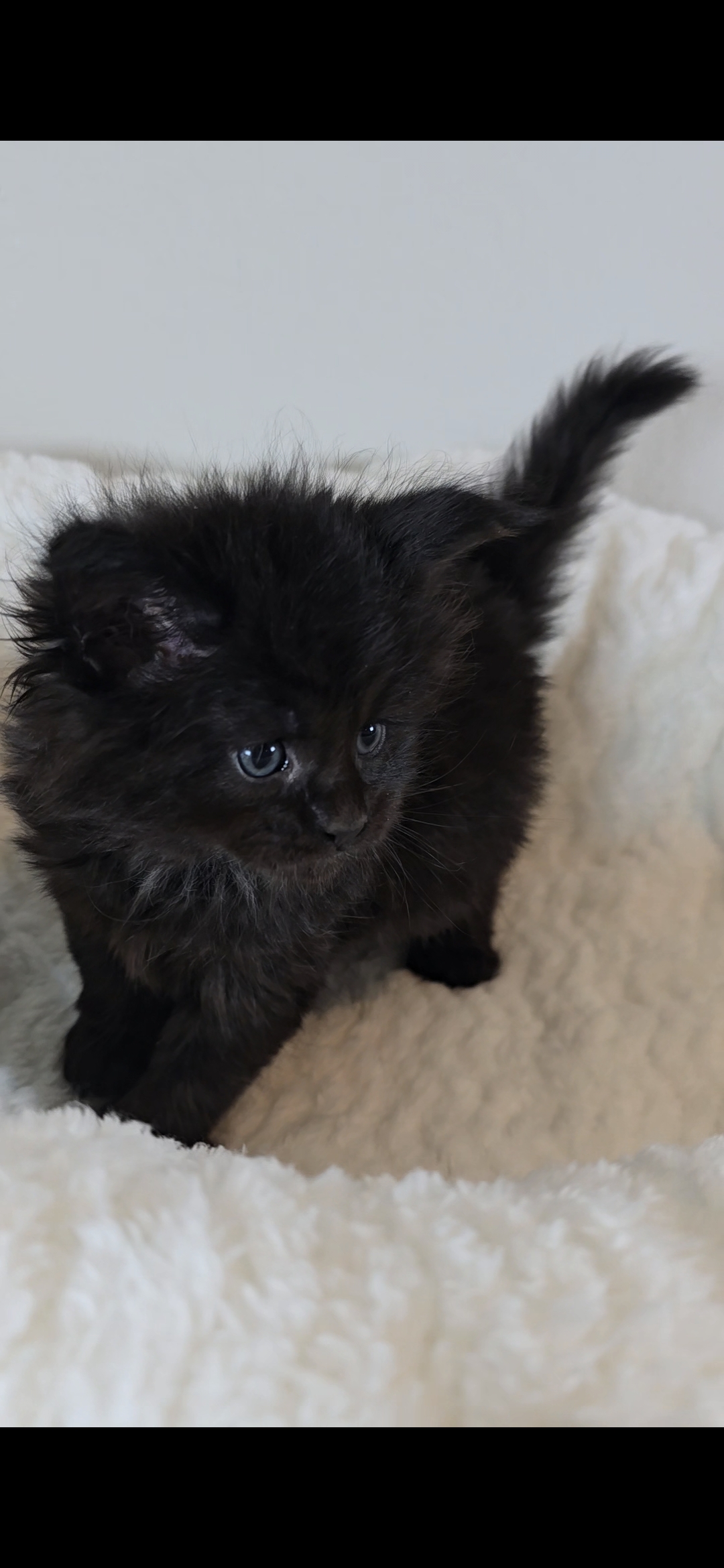 Iris — Maine Coon Kitten