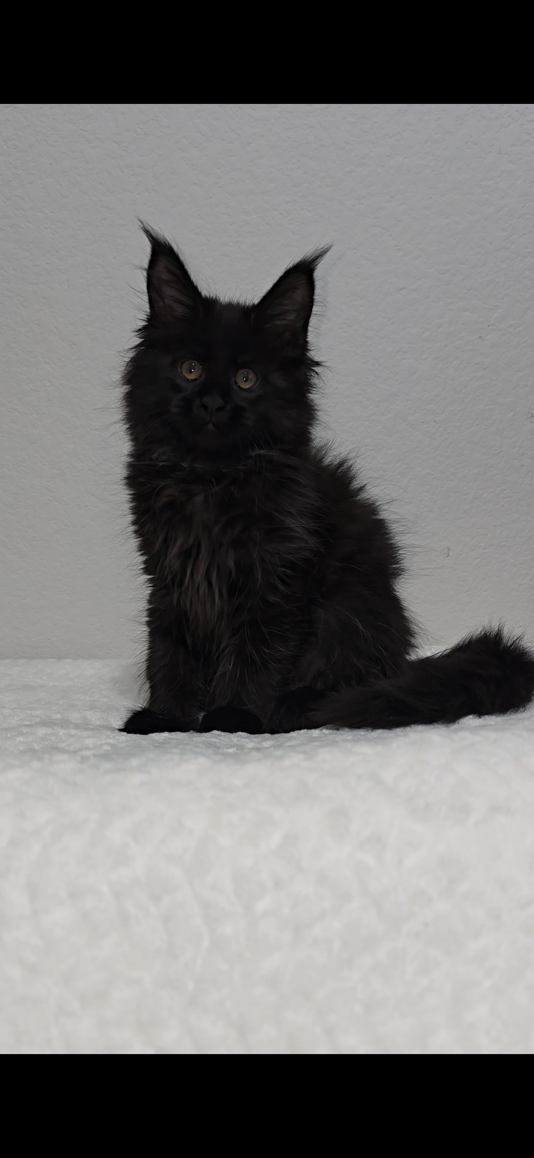 Iris photo 3