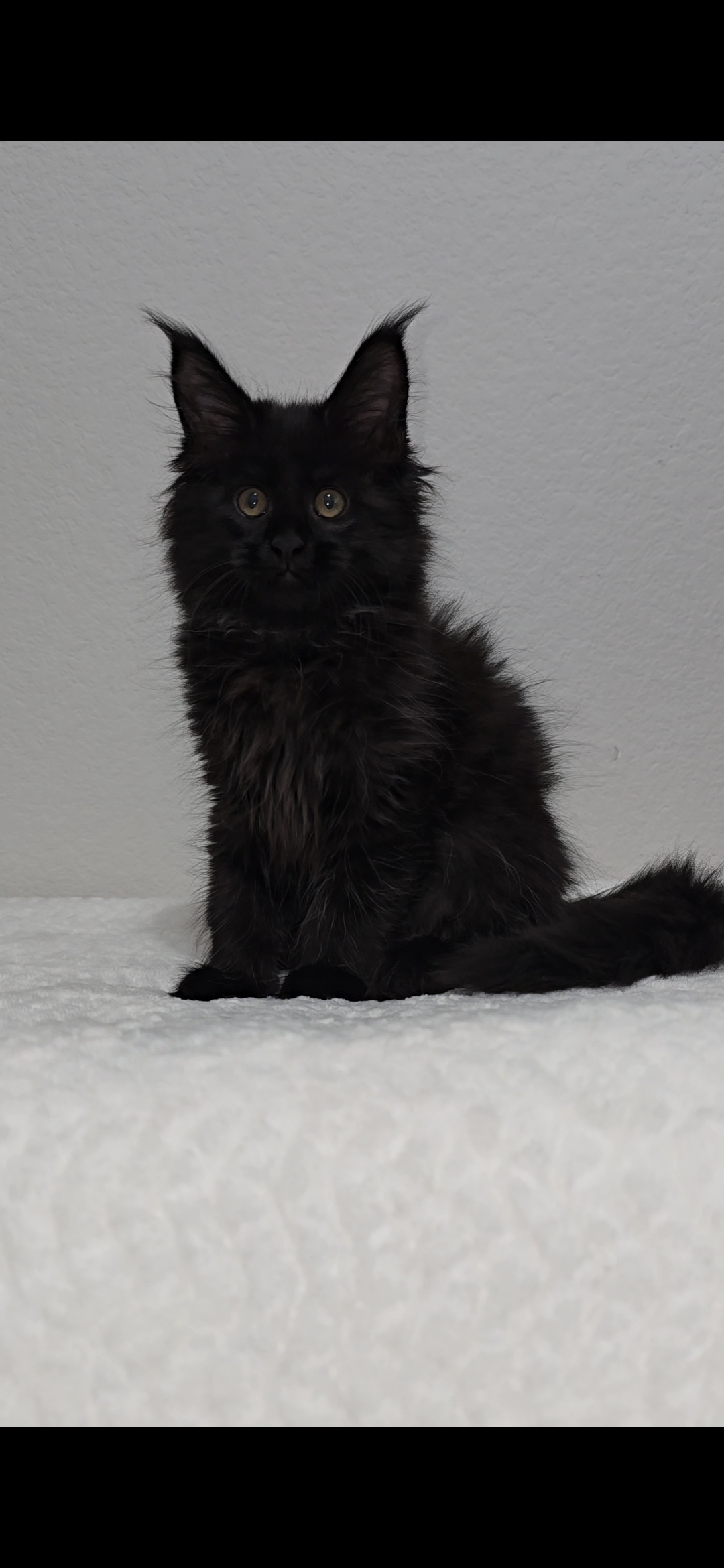 Iris photo 4