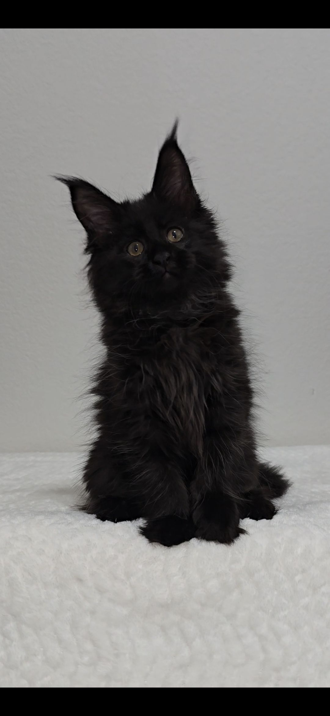 Iris — Maine Coon Kitten