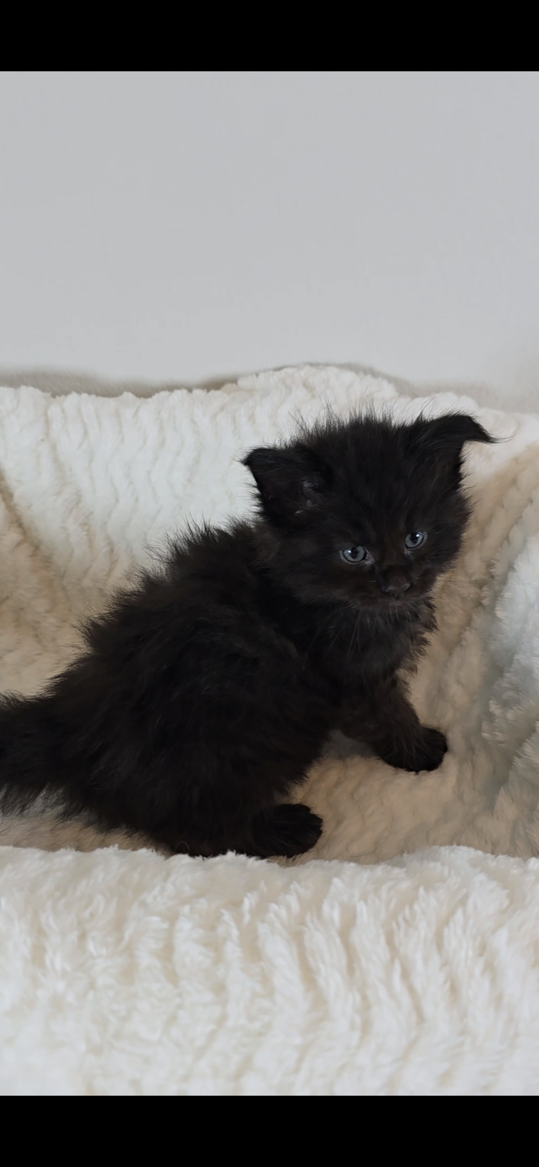 Jasmine — Maine Coon Kitten