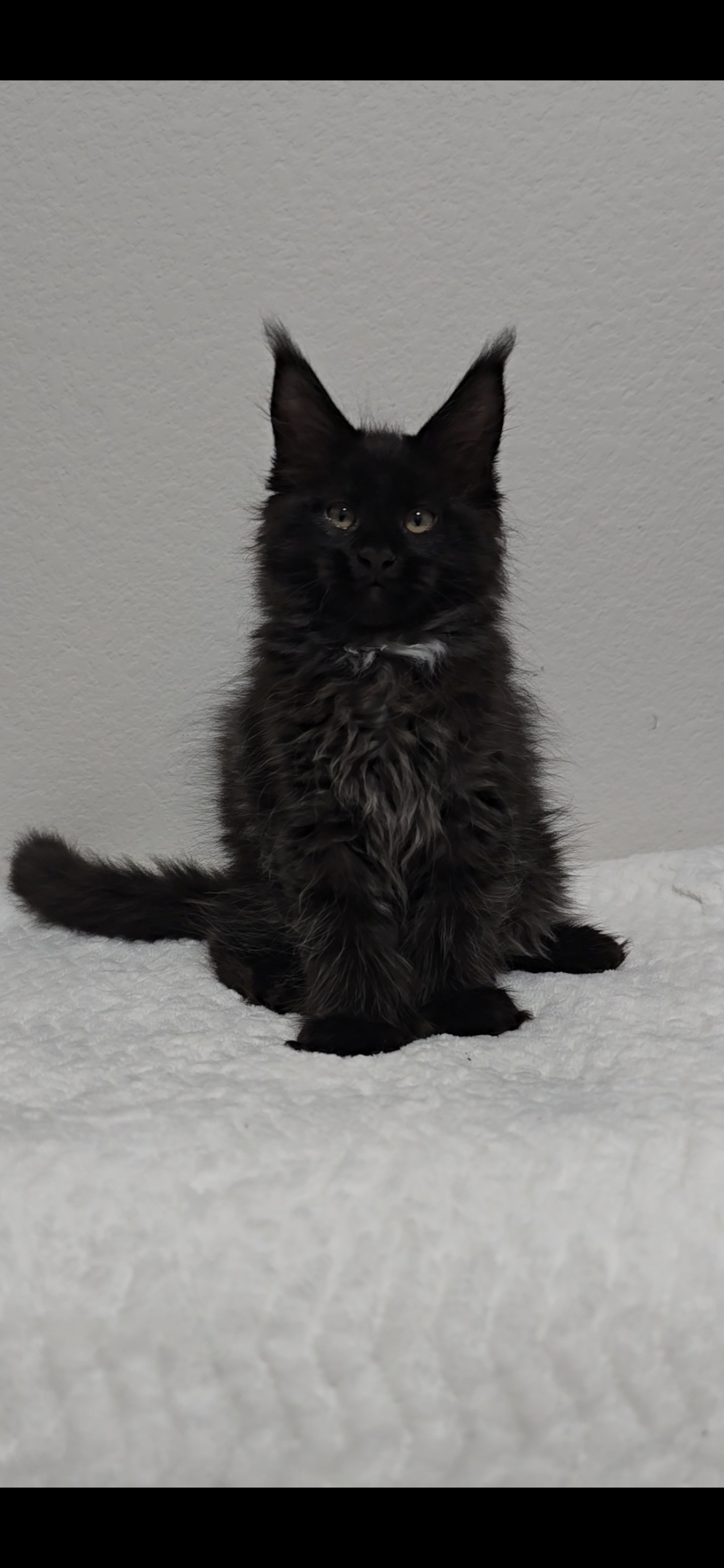 Clover — Maine Coon Kitten