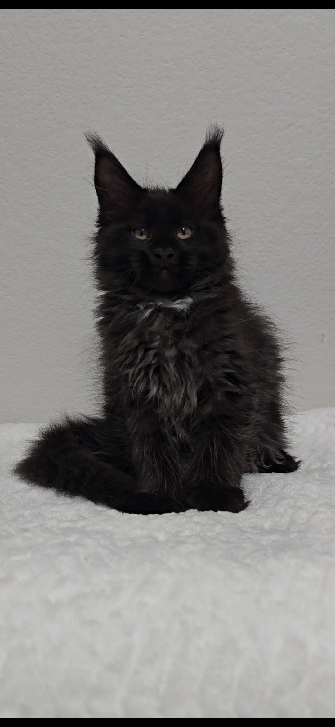 Jasmine photo 13