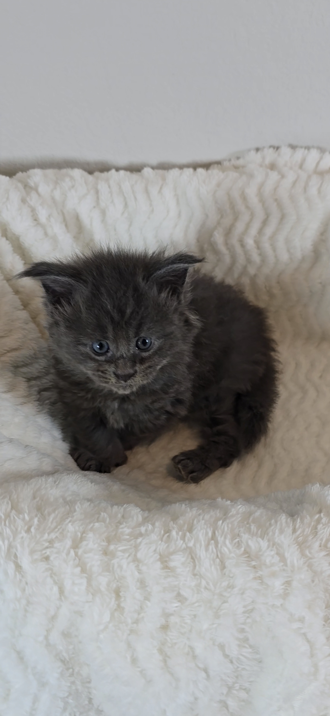 Maine Coon Kitten
