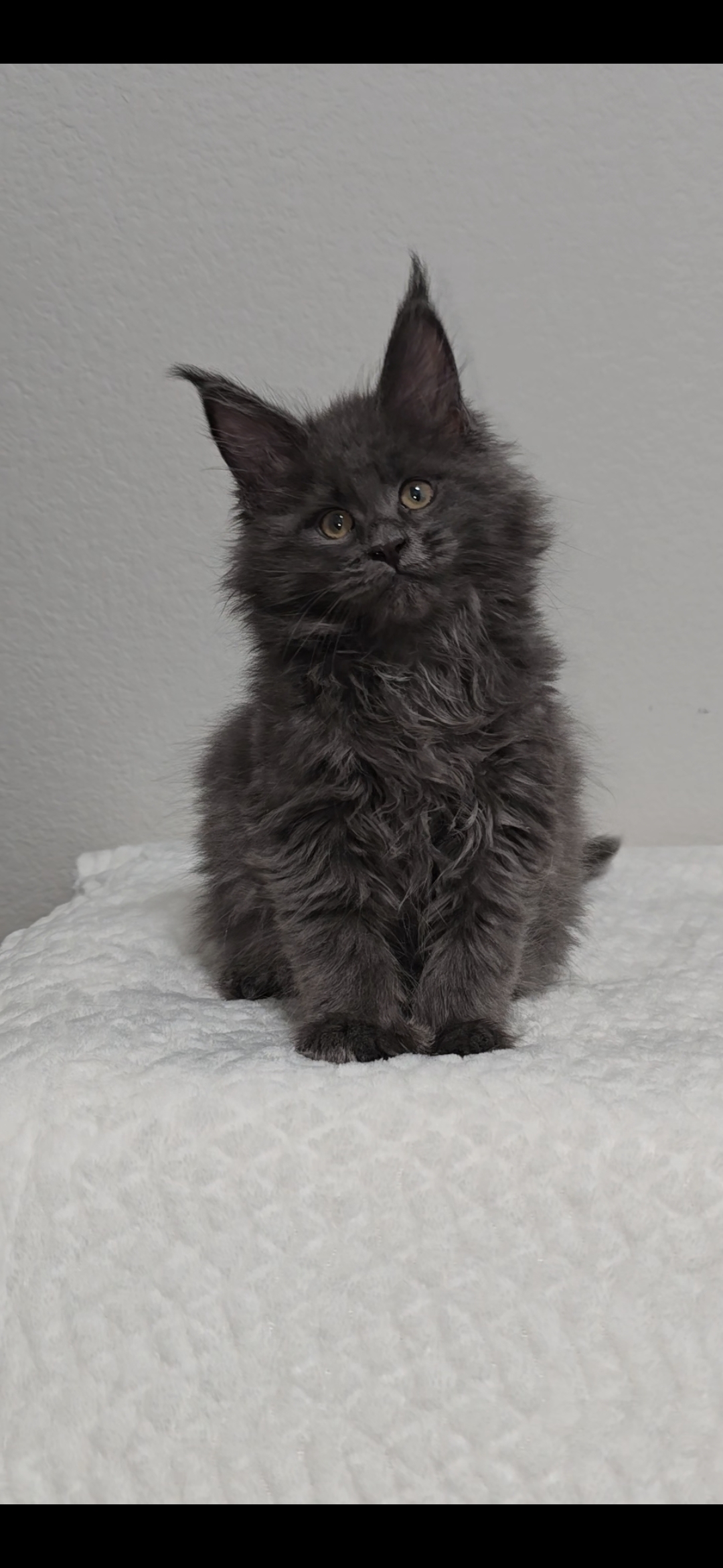 Willow photo 4
