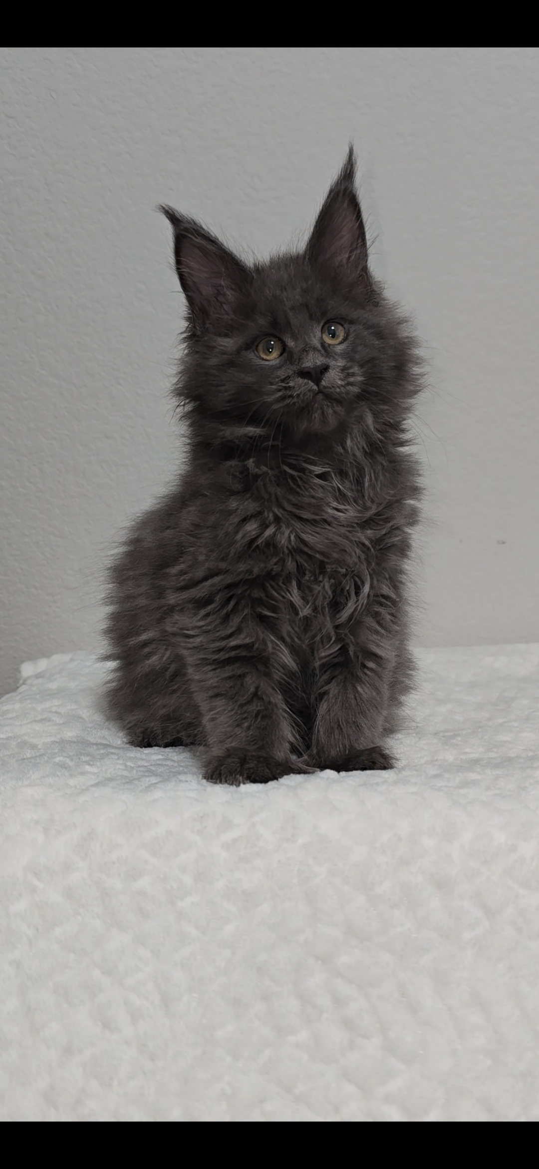 Willow photo 5