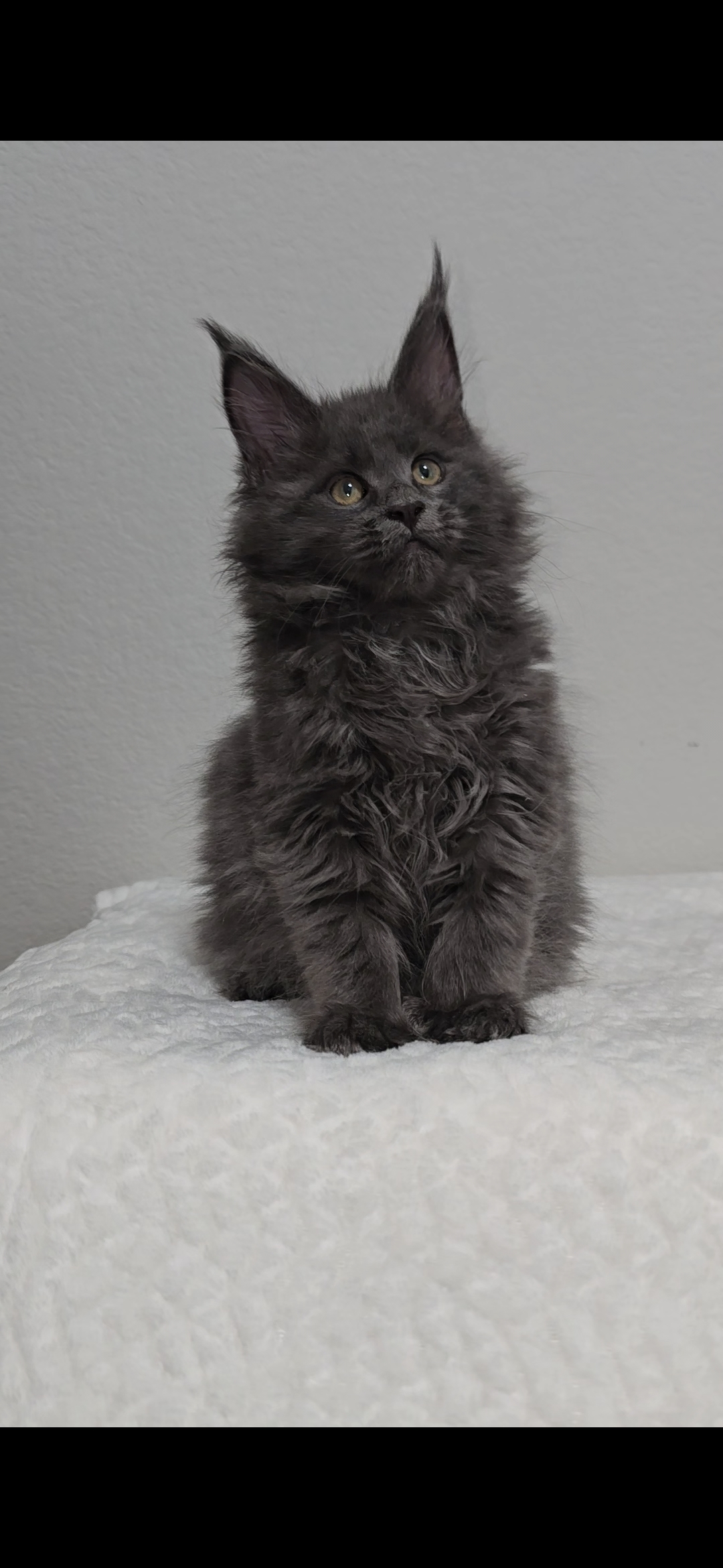Willow — Maine Coon Kitten