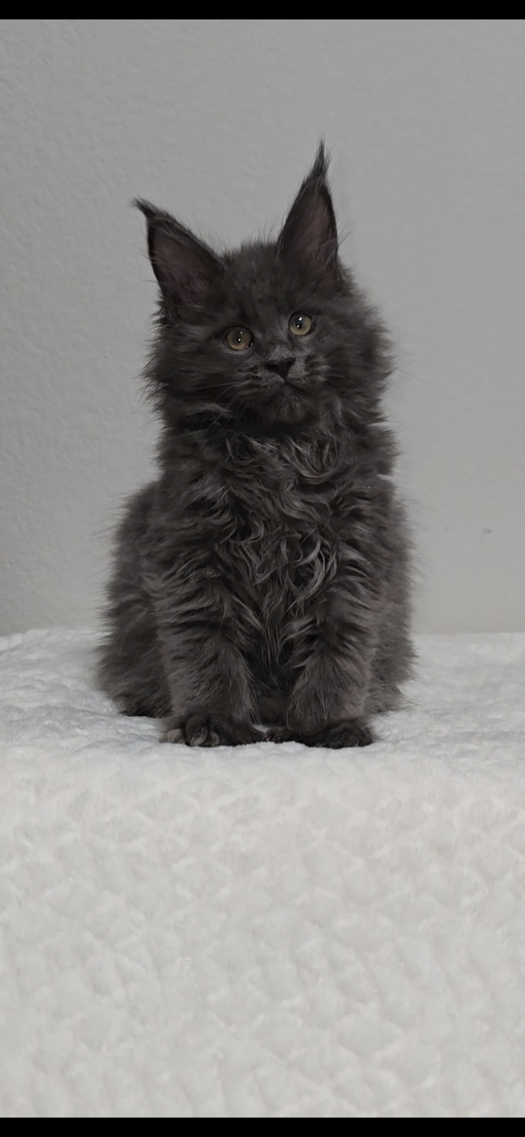 Willow photo 9