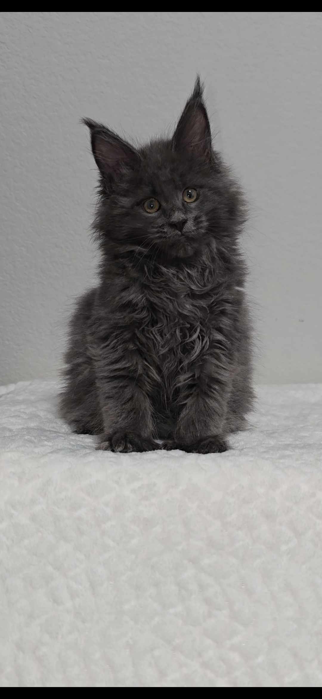 Willow photo 10