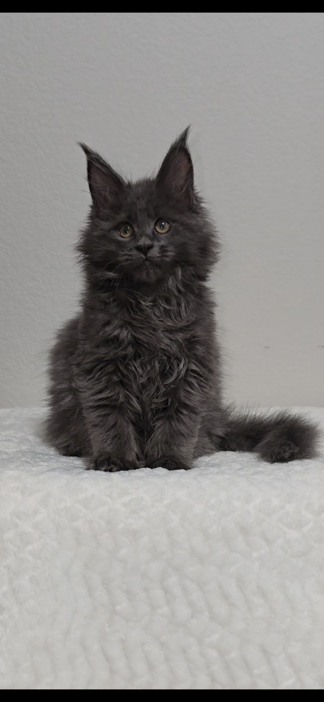 Willow photo 11
