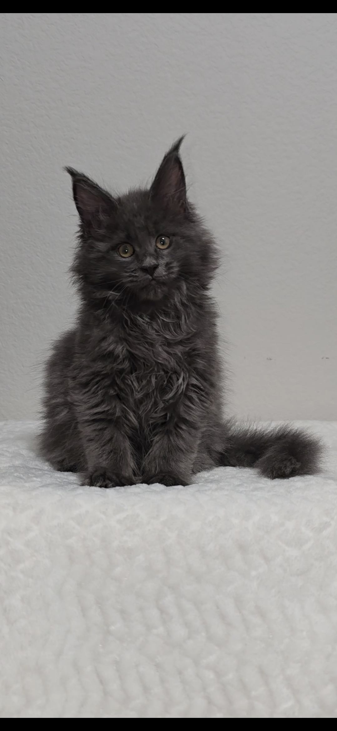 Willow photo 12