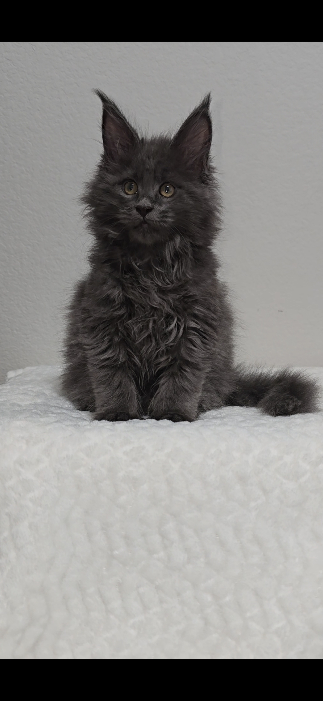 Willow photo 13