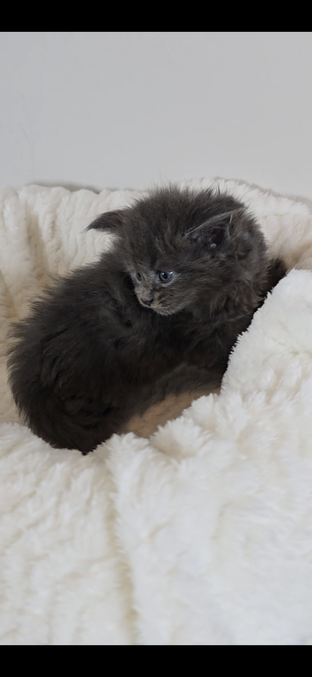 Willow photo 2