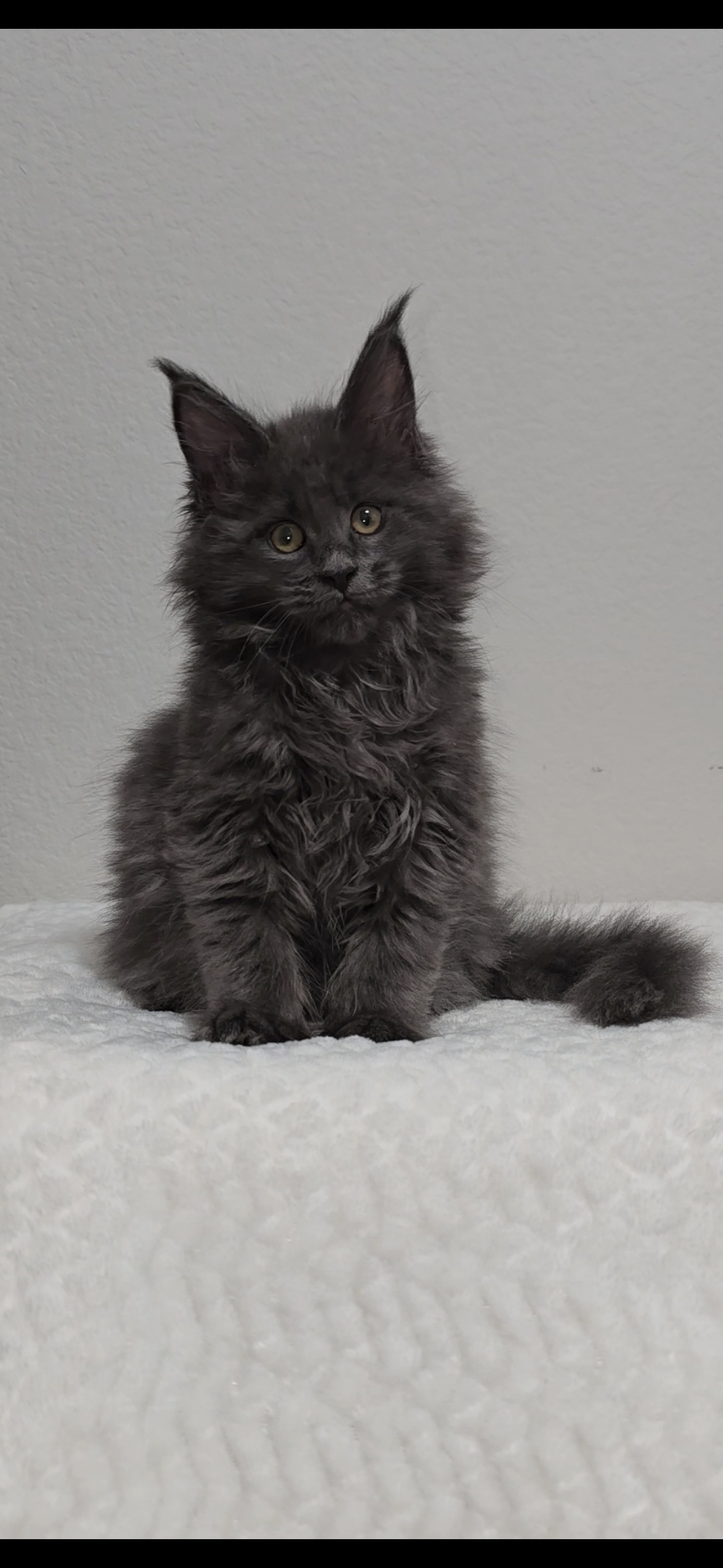 Willow photo 14