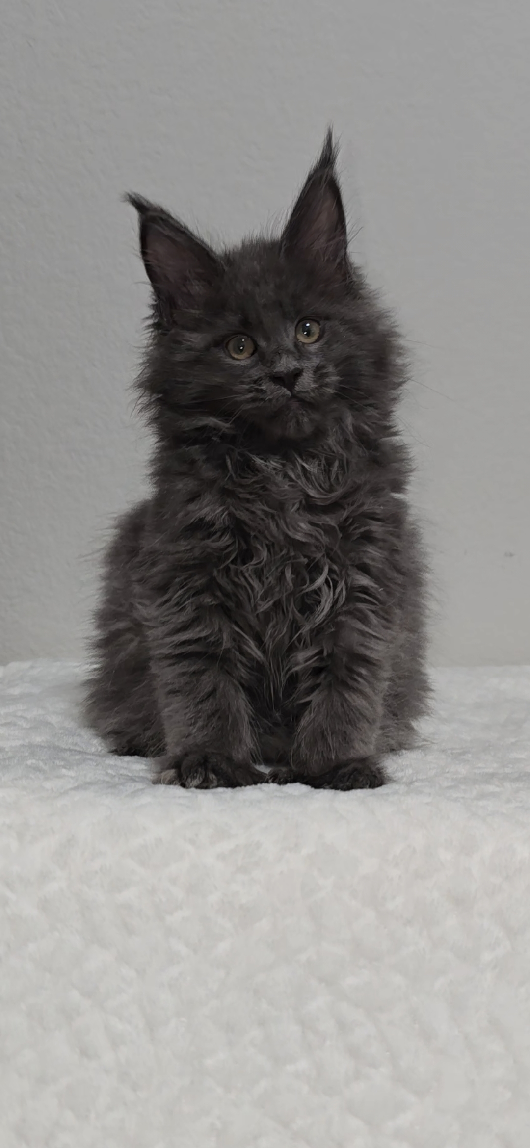 Willow photo 15