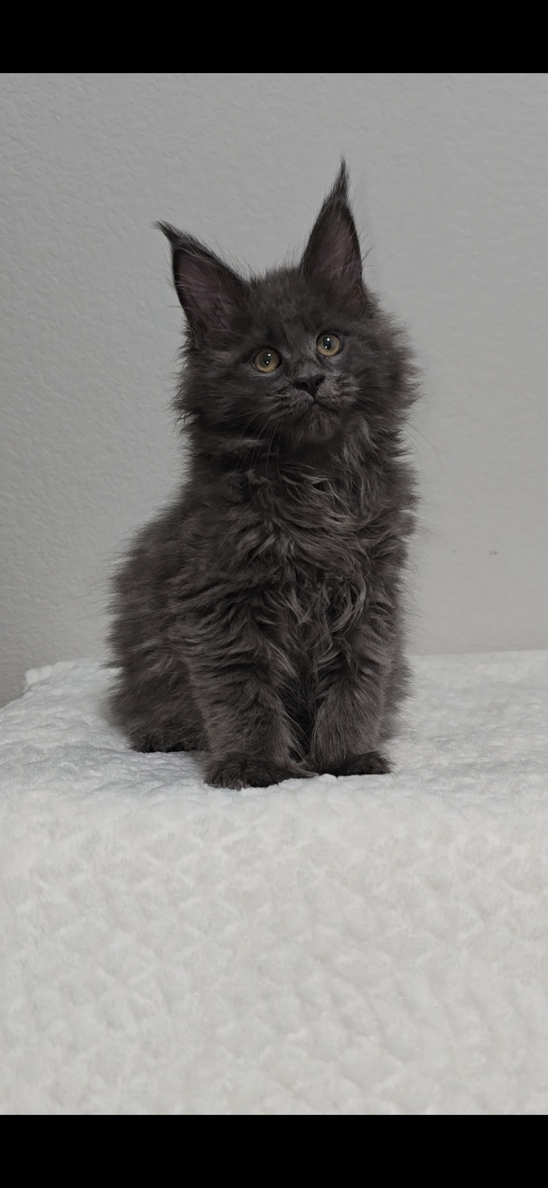 Willow photo 16