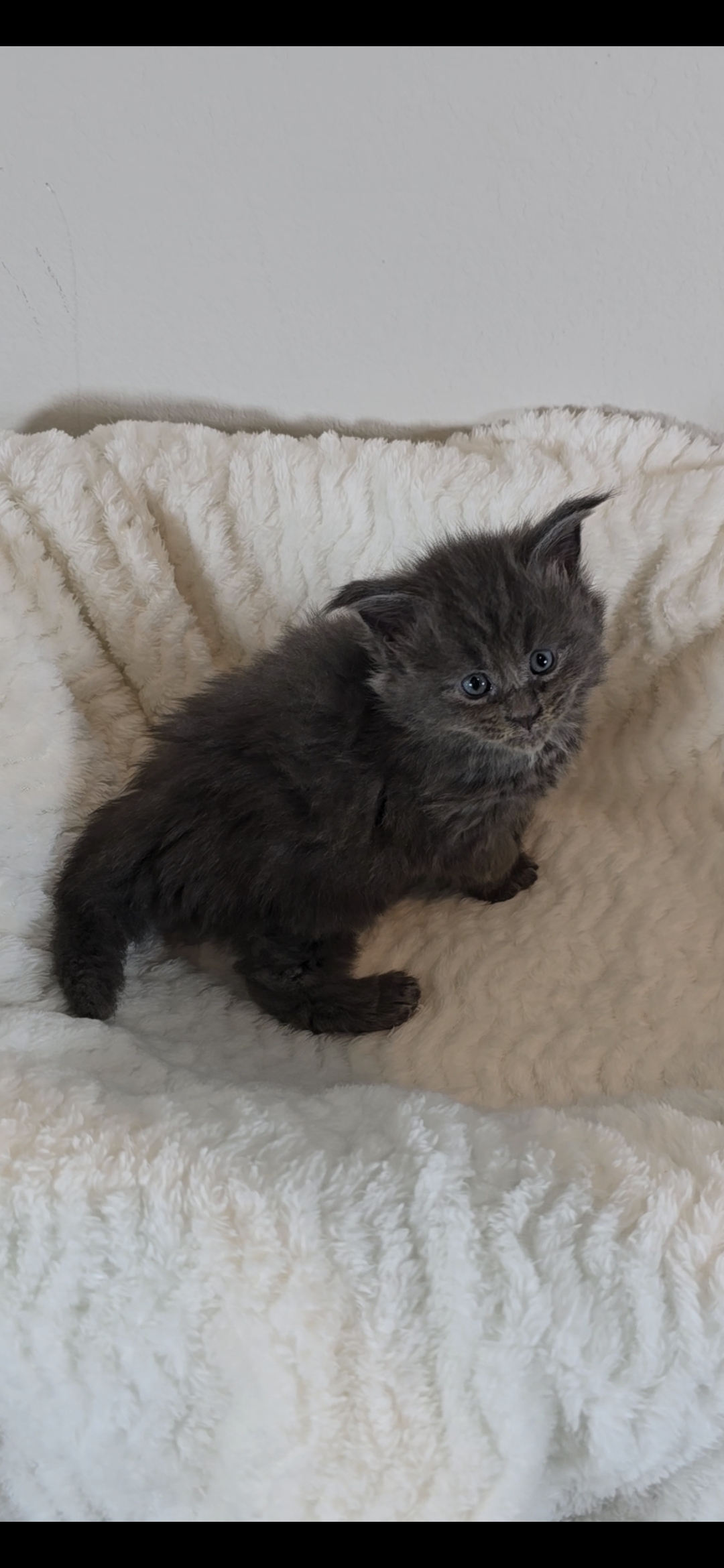 Willow photo 5
