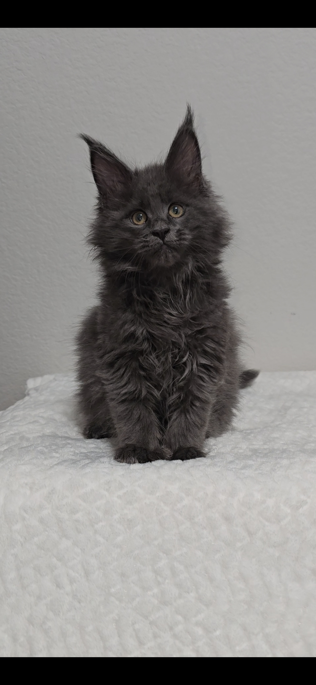 Willow photo 2