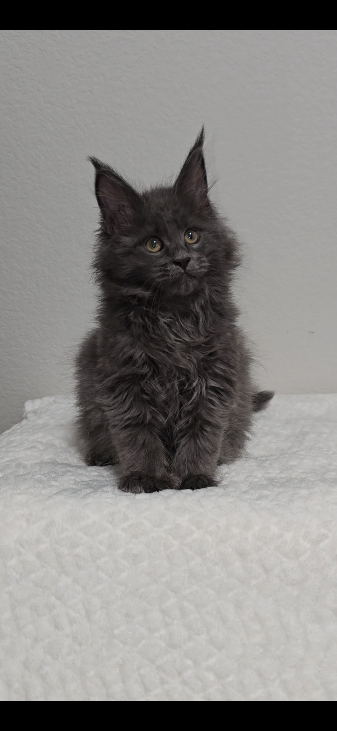 Willow photo 3