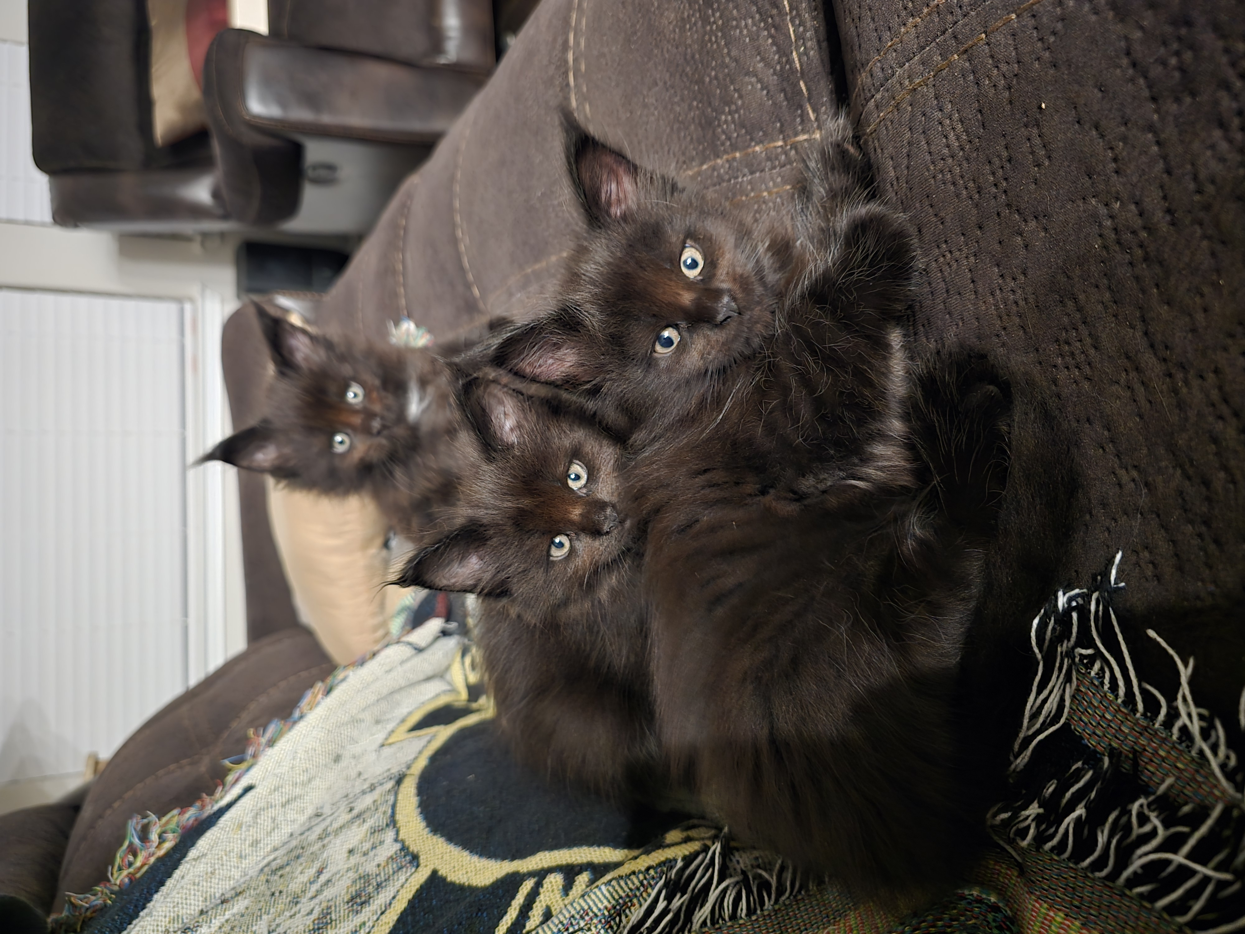 Training Maine Coons